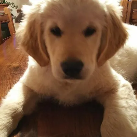 Panzió Villaspino 4*