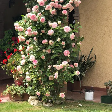 Villaspino *