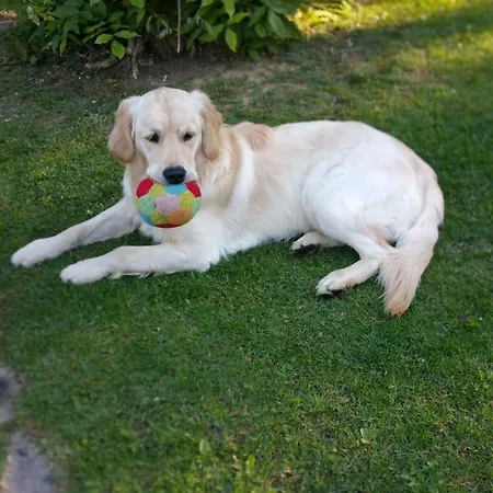 Villaspino 4* Capolona