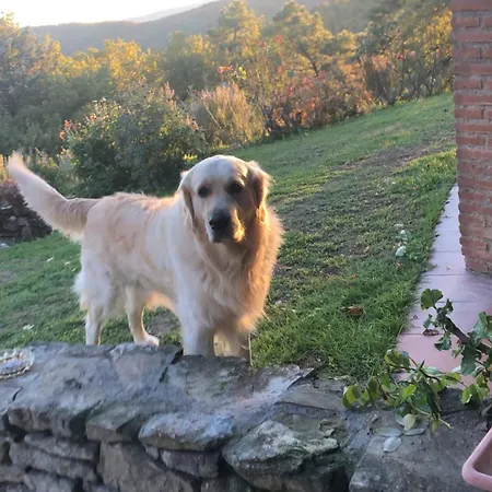 Villaspino