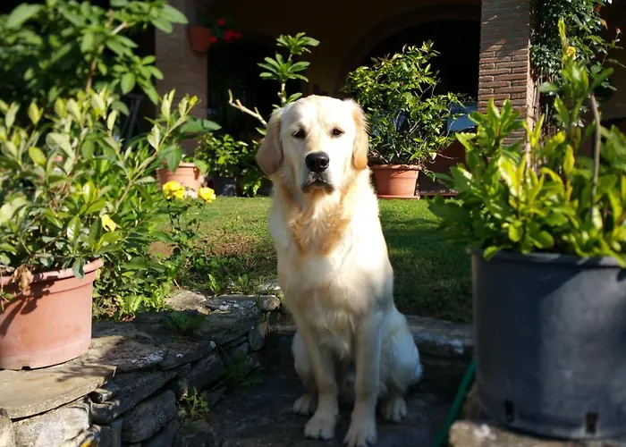 Villaspino 4* カポローナ